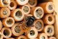 Защита От Болезней и Паразитов: Секреты Сохранения Пчел фото