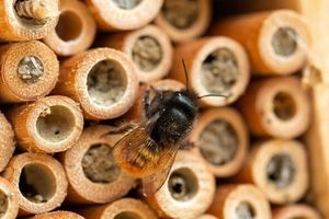 Захист Від Хвороб та Паразитів: Секрети Збереження Здоров'я Бджіл фото